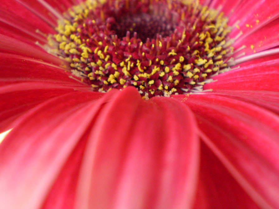 Narozeninová gerbera