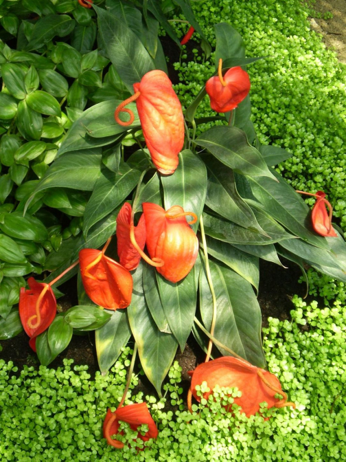 Skleníková květina