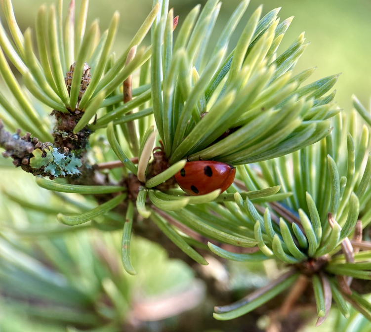 Hibernating ladybird