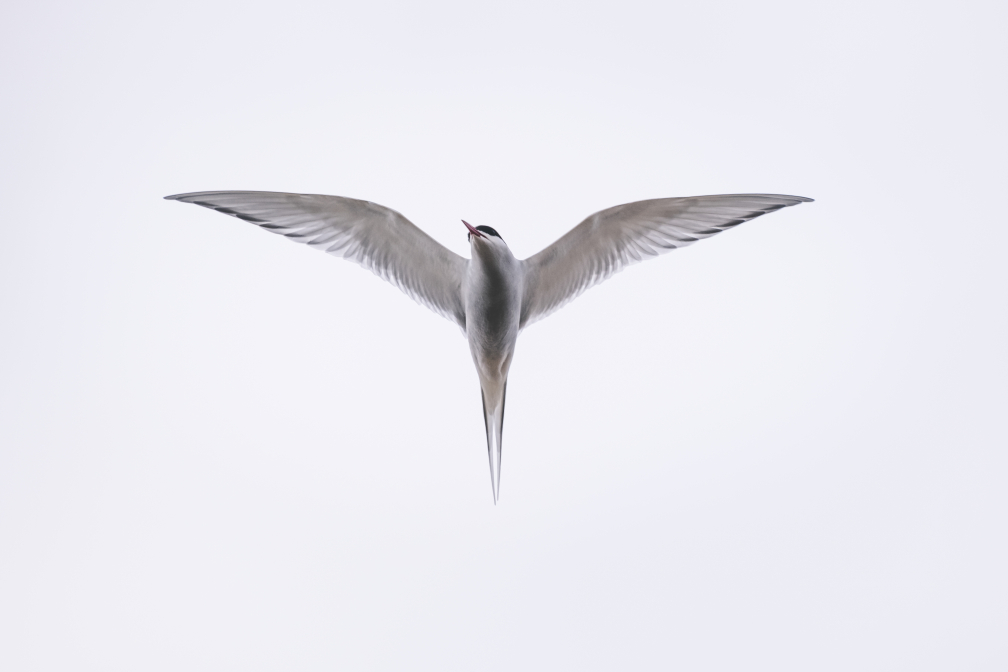 Kría, Queen upon the Sky