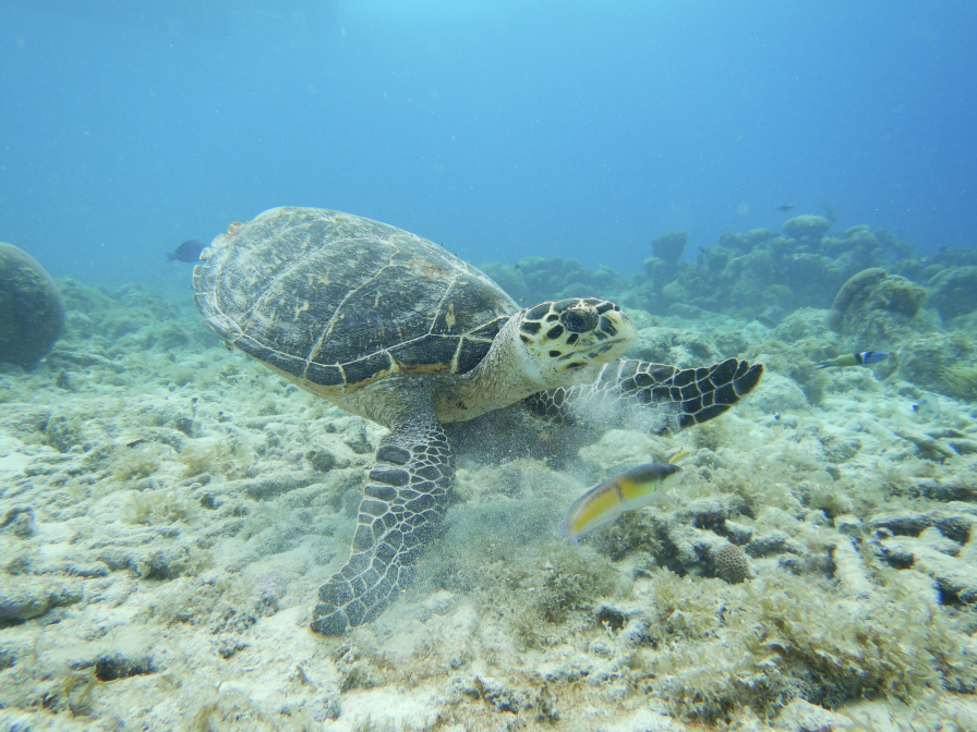 Hawksbillturtle