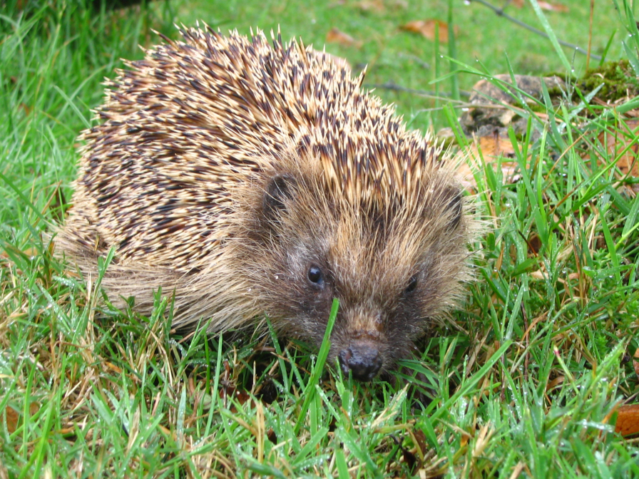 Rencontre avec un hérisson