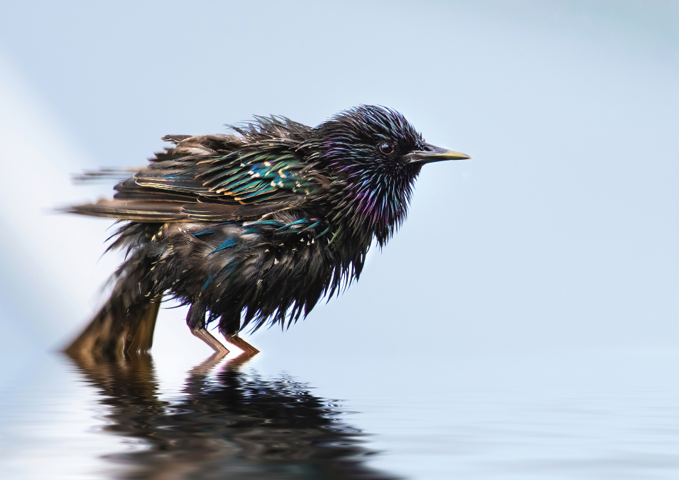 Starling in the rain