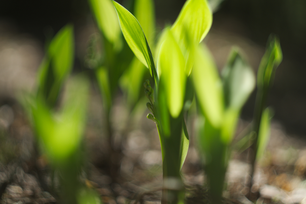 W konwaliowym  gąszczu