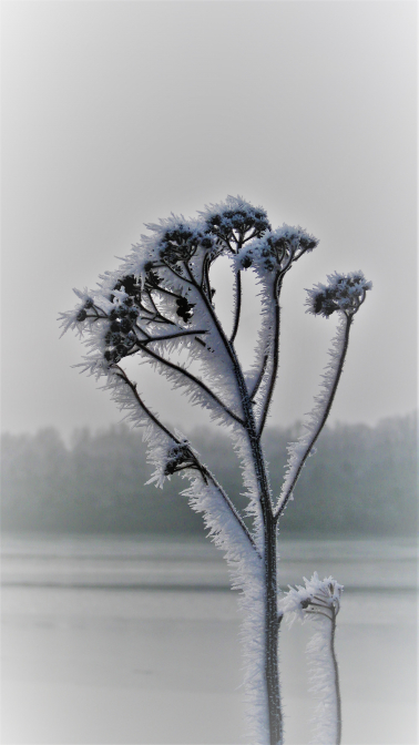 Frostschönheit Nr.2