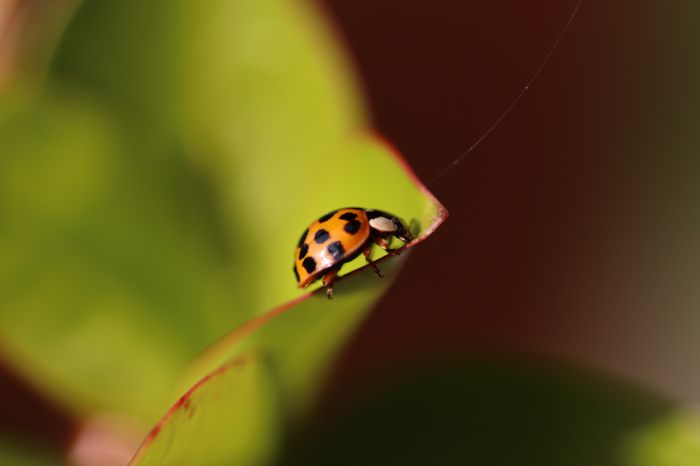 Marienkäfer auf Wanderschaft