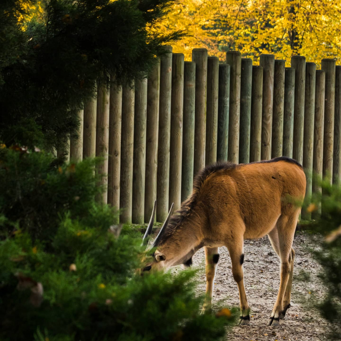 ZOO Kraków Kob liczi