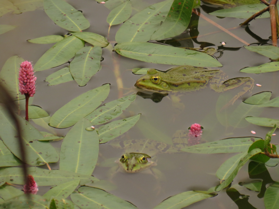 Zwei Frösche im Teich
