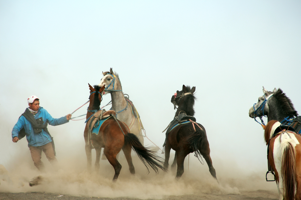 Horses in the dust