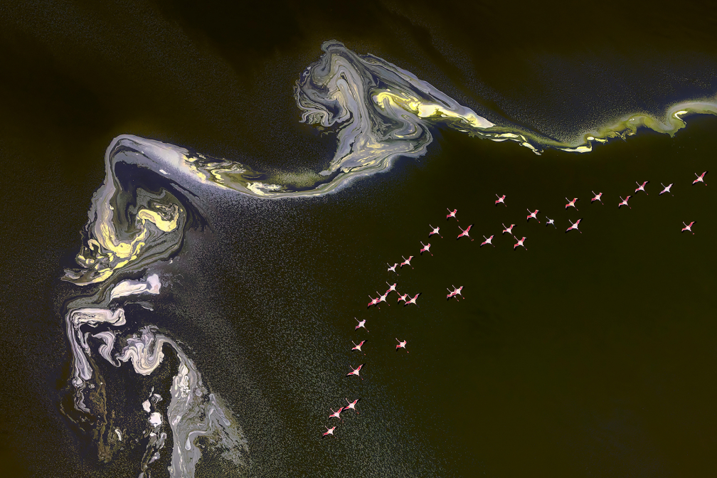 Flamingos Flying over a Beautiful Salt Lake