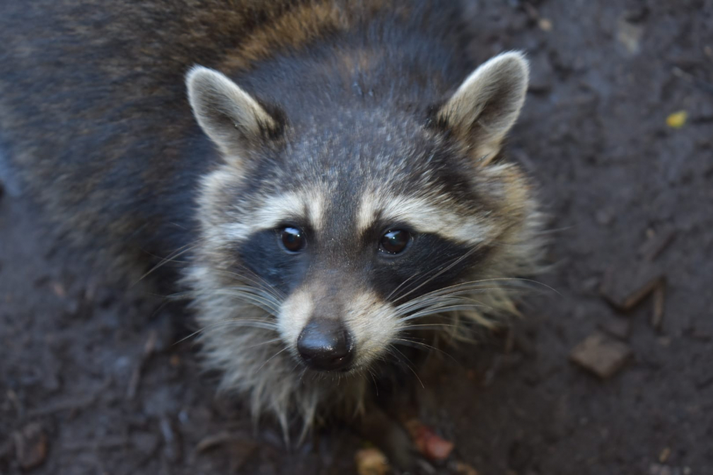 Sweet face of a racoon