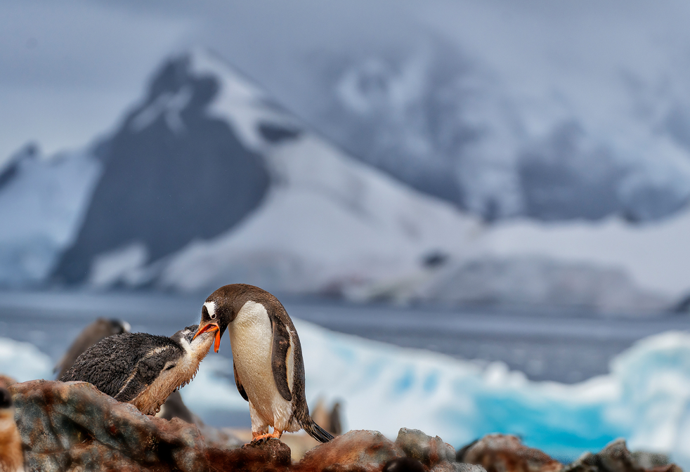 Gentoo Penguin Feeding Hungry Chick at Antarctica