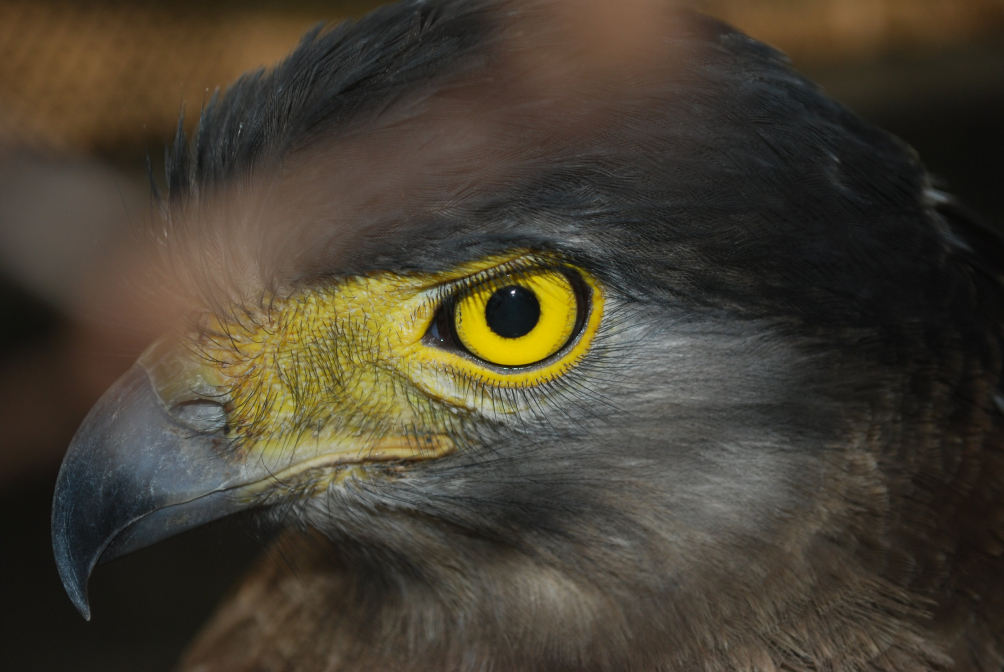 Eye of the eagle