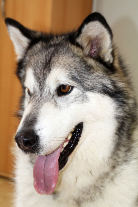 Nemo der treue Freund