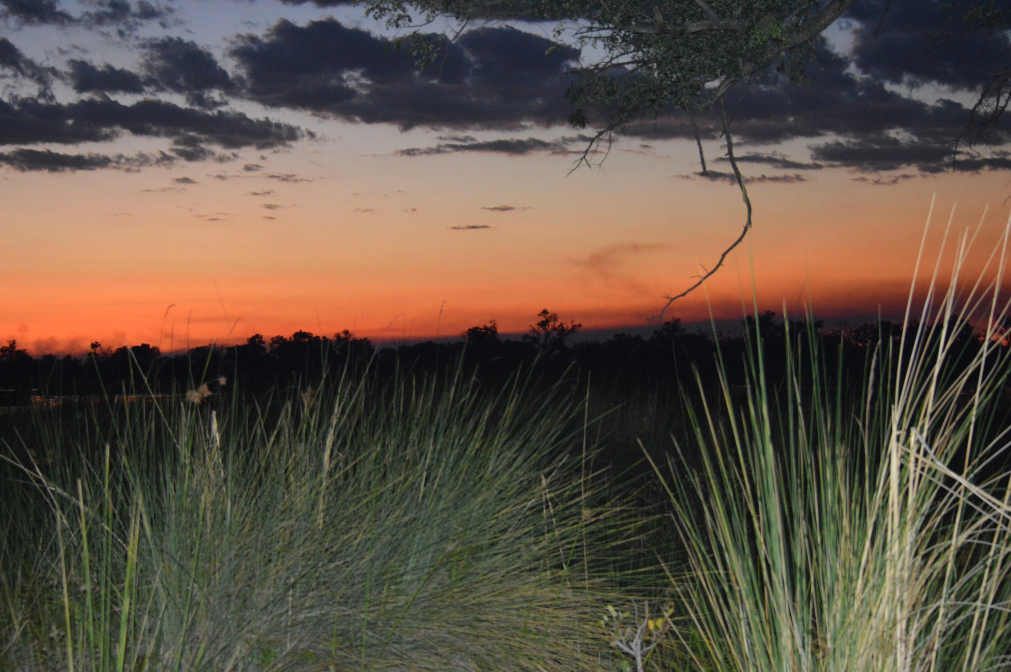 For all the wildlife we have lost. We shall remember them.