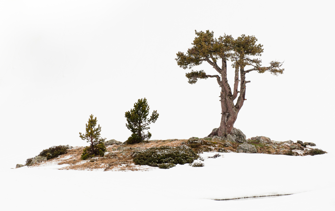 Comme un bonzaï dans la neige