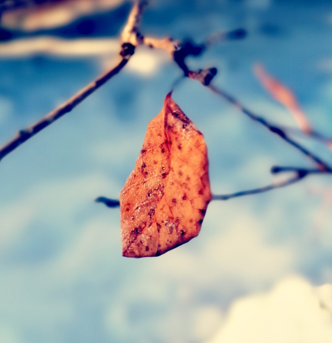 Jesienny listek zimą