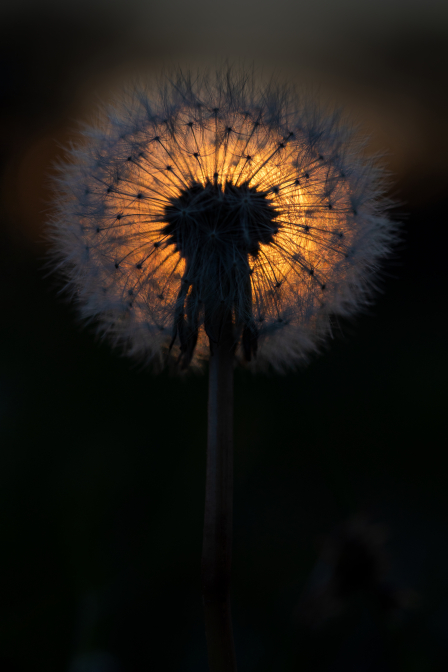 Ve svitu zapadajícího slunce