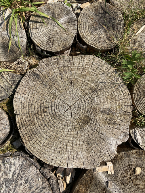 Jahresringe