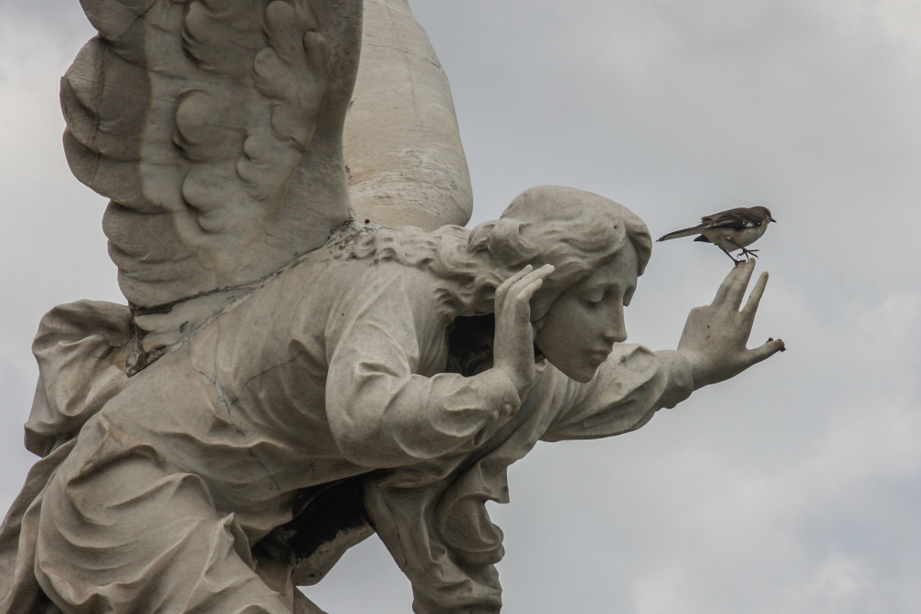 Der Engel und der Vogel