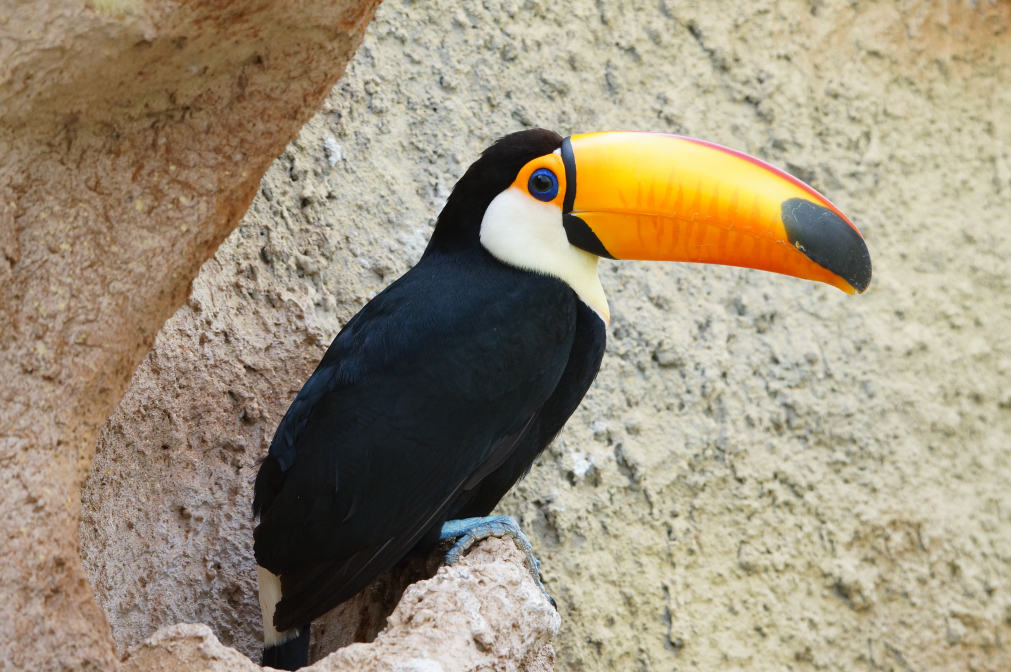 Simbolo dell'Amazzonia