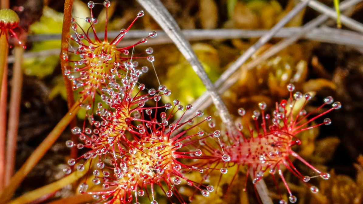 Droséra