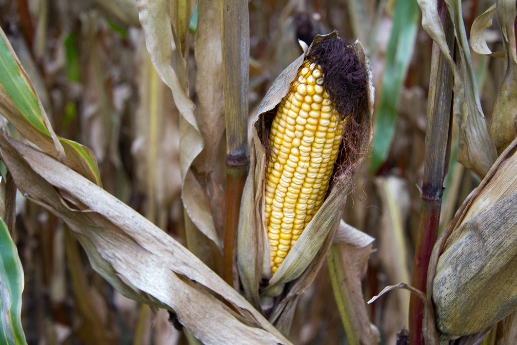 Fruits Of The Nature