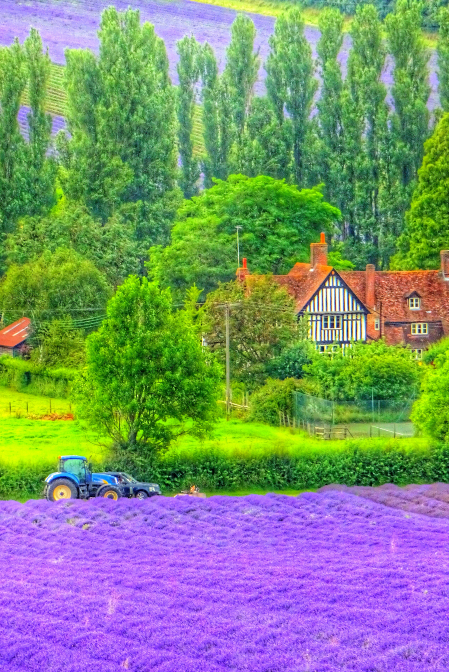 Fields of Lavender