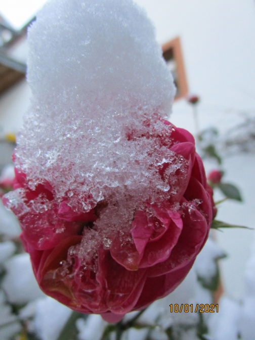 Freiberger Winterimpressionen Januar 2021 im Hinterhof