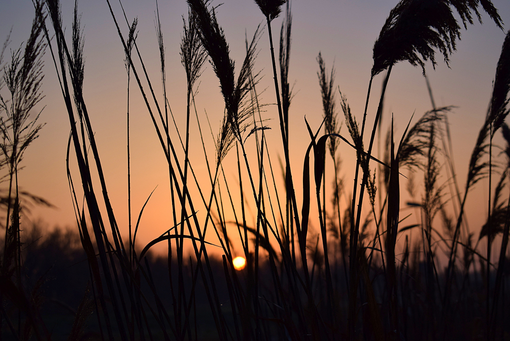 Soleil caché derrière les roseaux