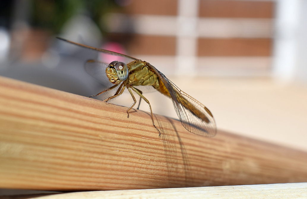 Magnifique Libellule