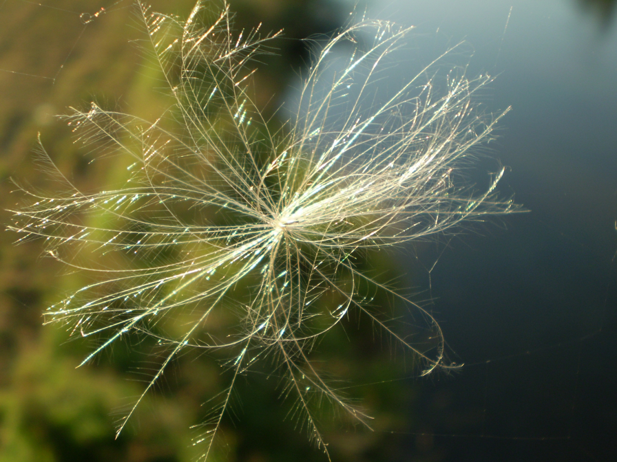 Chmýří v pavučině