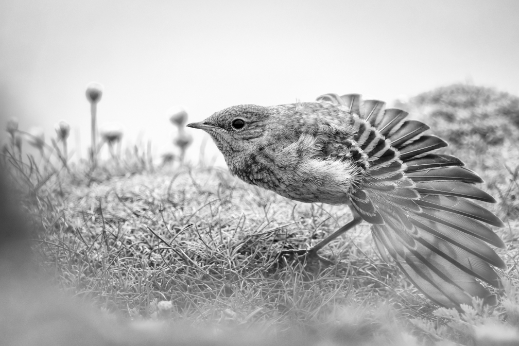 Protahování křídla