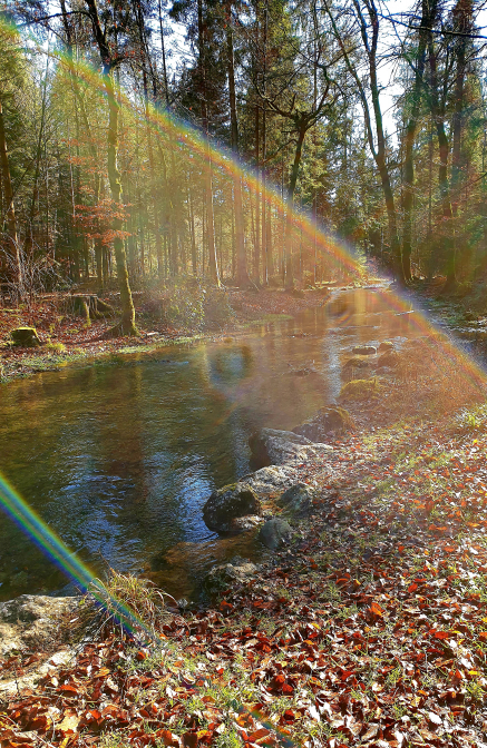 L'automne dans la forêt