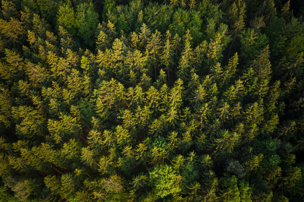 Nedersonthofener Wald