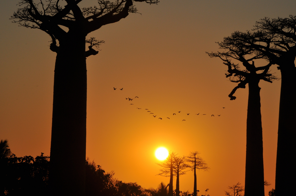 Baobab Sundown