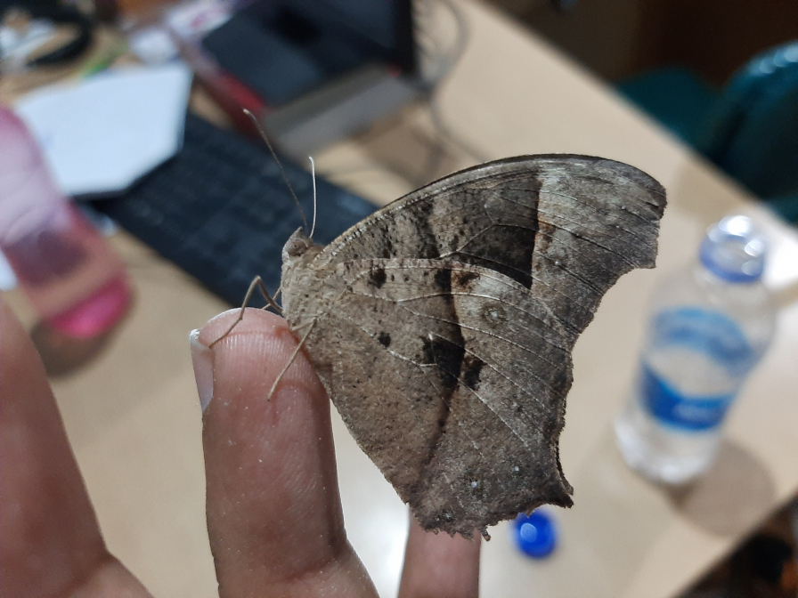 Butterfly is very close to me