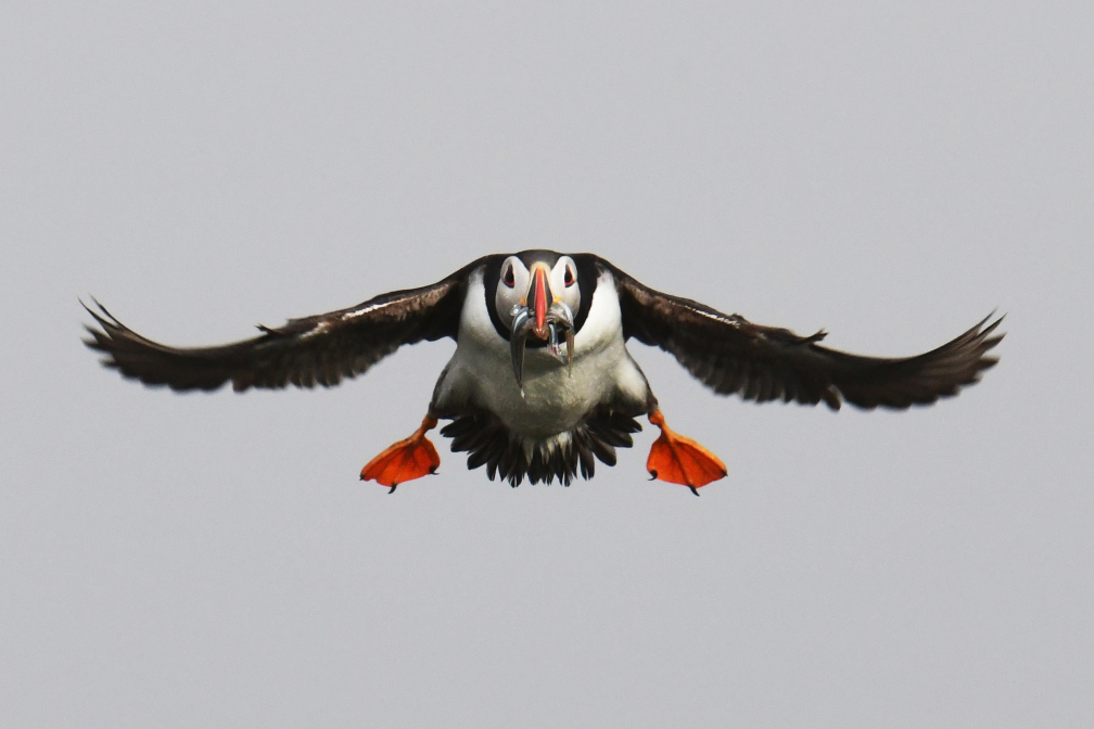 Puffin flying
