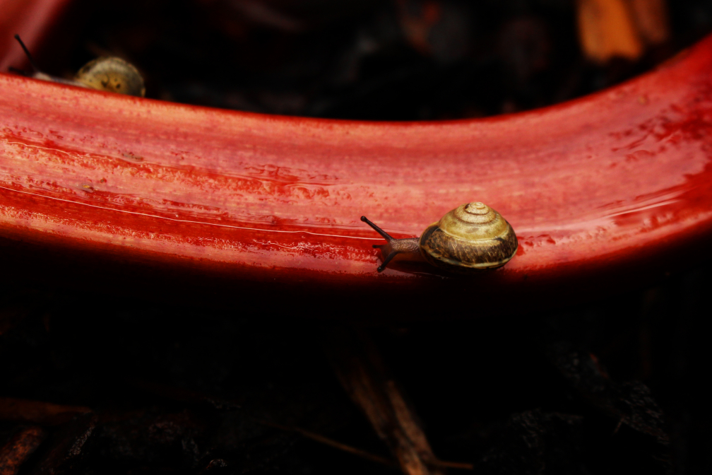 Kleine Schnecke grosse Reise