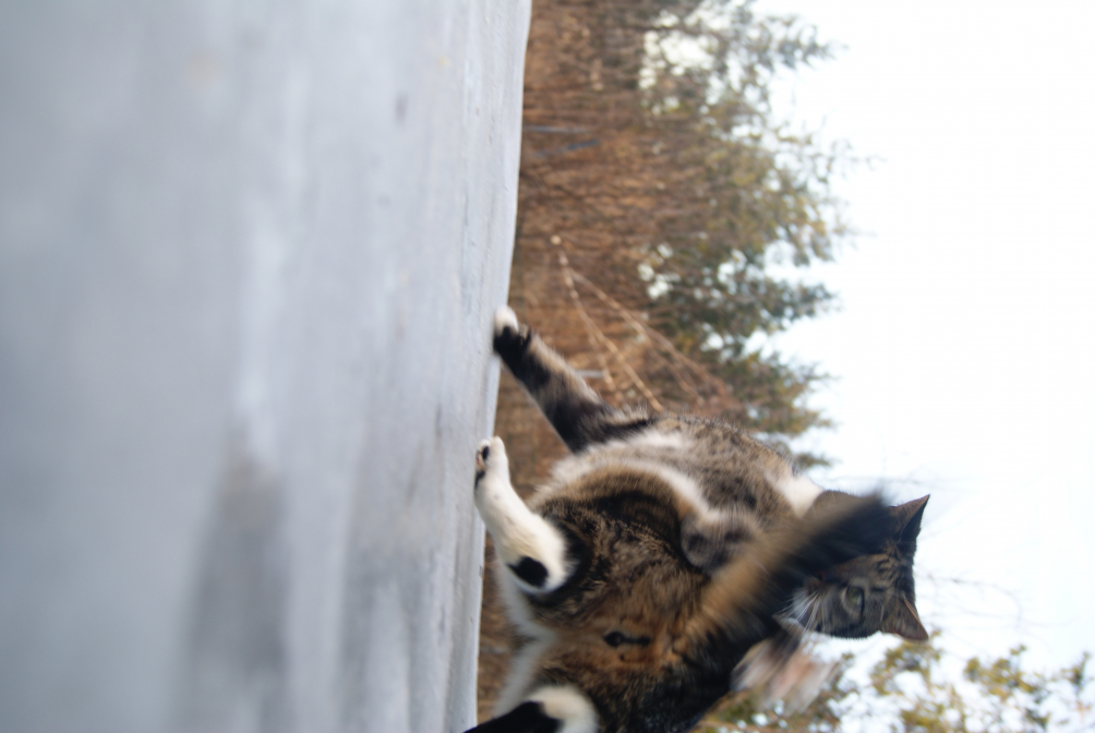 klumsete katt på isen