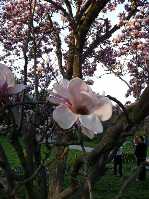 Magnolia