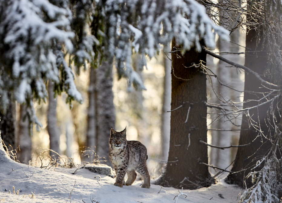 Lynx in the winter forrest