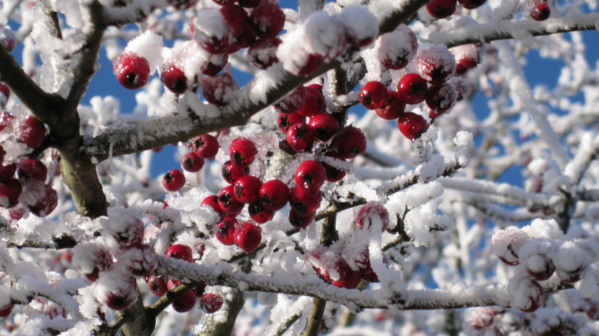Frostschönheiten Nr.3