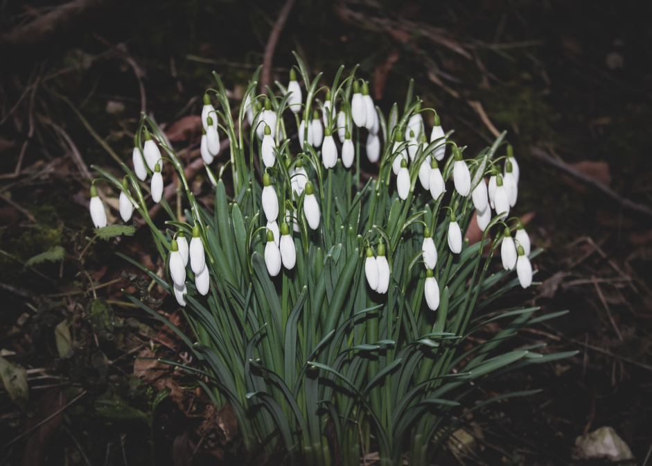 Snowdrops