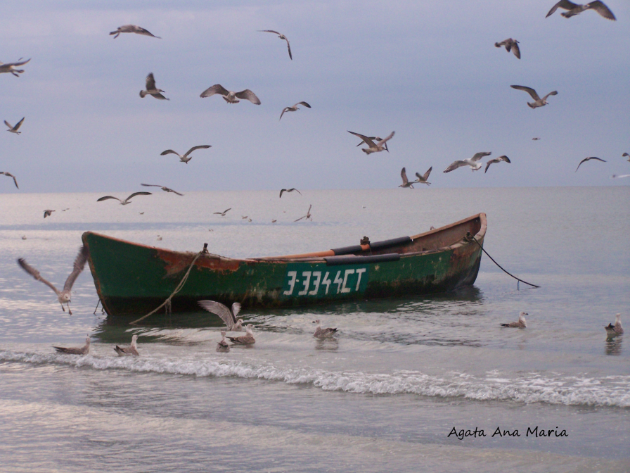O barca, pasari si peste