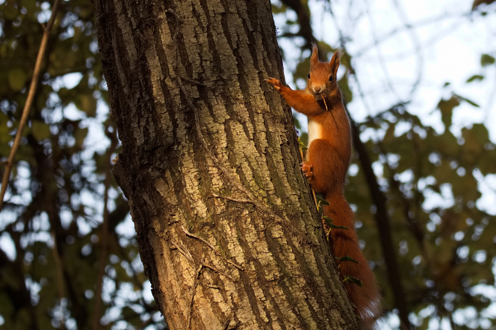 Neugieriges Eichhörnchen