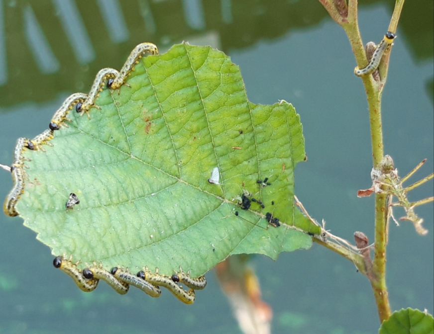 "Einer tanzt immer aus der Reihe"