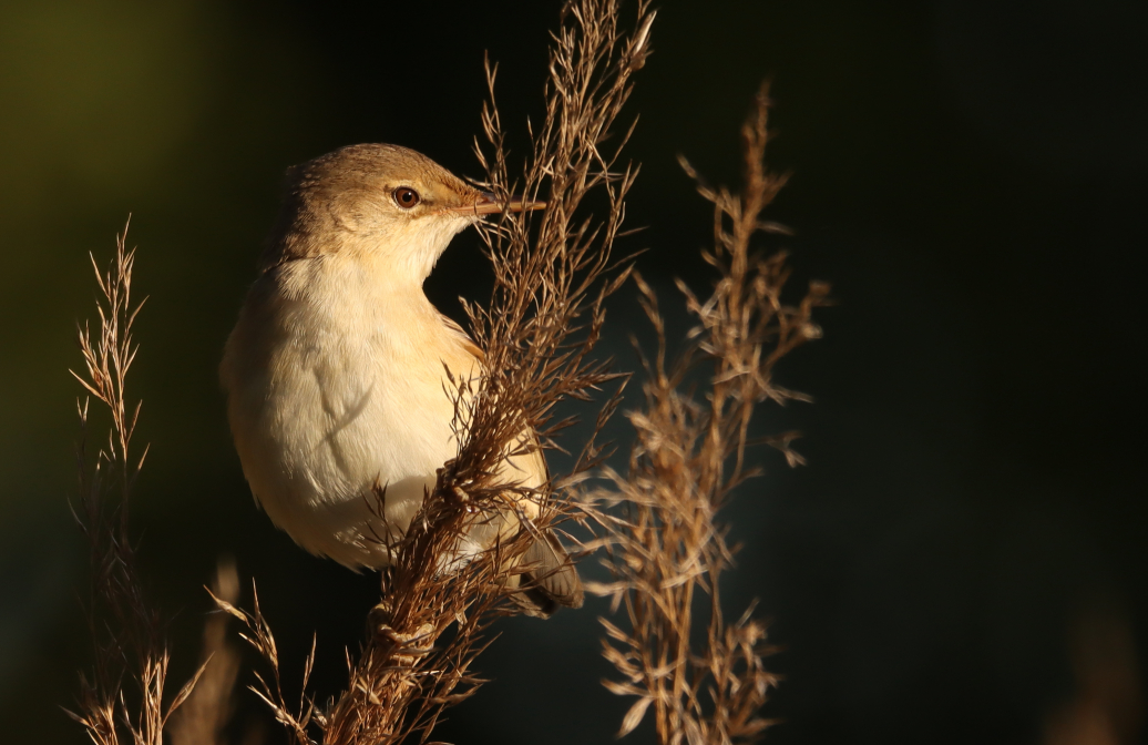 Teichrohrsänger im Abendlicht
