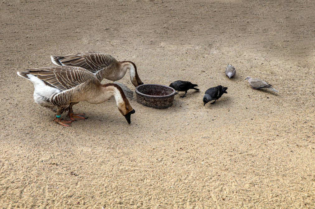 Ve dvojicích na statku