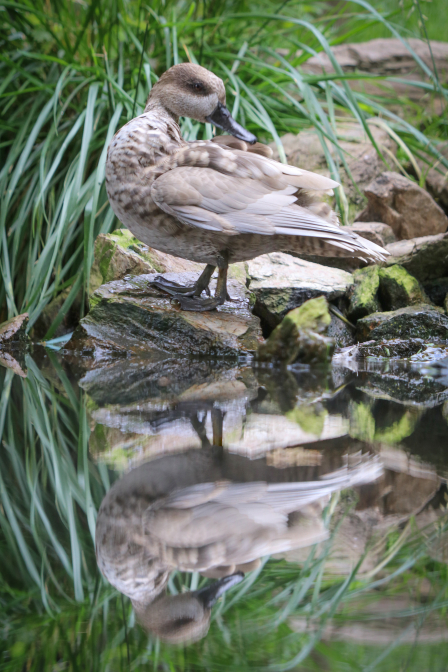 Pózování nad hladinou